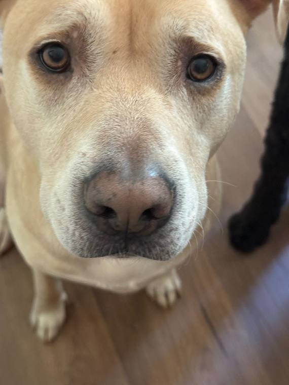 One of the pups in Jenn's care