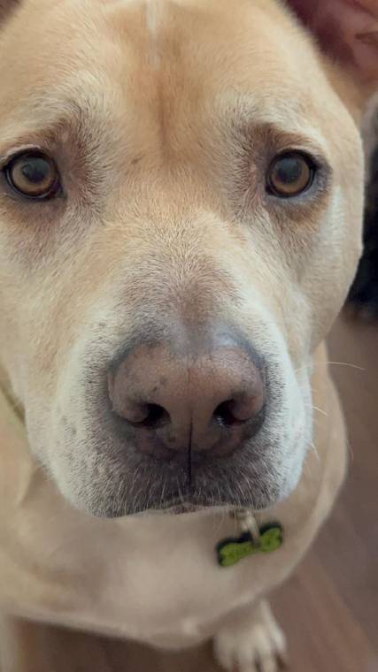 One of the pups in Jenn's care