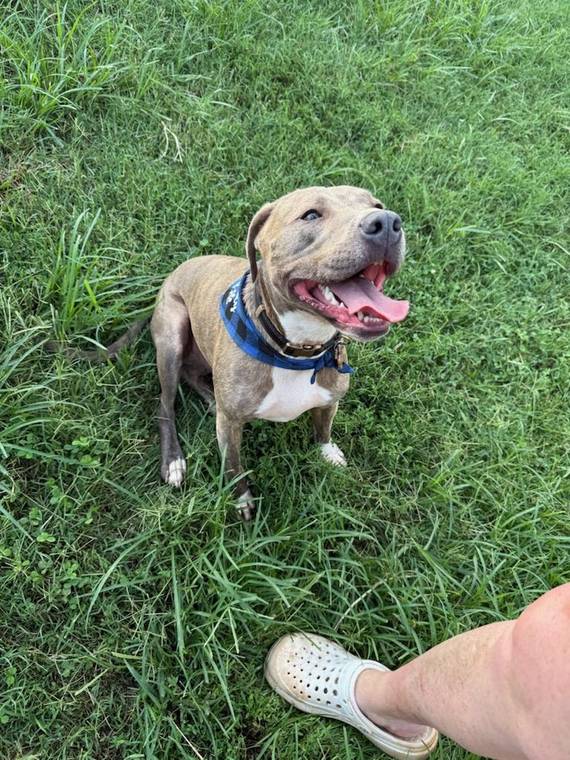 One of the pups in Jenn's care
